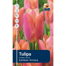 Vh Rackbox Tulipa Single early Salmon Prince 80db/cs 12/+