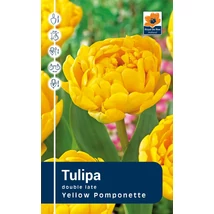 Vh Rackbox Tulipa double Yellow Pomponette 80db/cs 12/+
