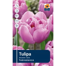 Vh Rackbox Tulipa double Tabledance 80db/cs 12/+