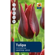 Vh Rackbox Tulipa Triumph Lasting Love 80db/cs 12/+