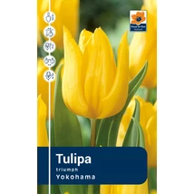 Vh Rackbox Tulipa Triumph Yokohama 80db/cs 12/+