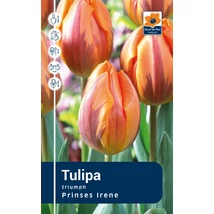 Vh Rackbox Tulipa Triumph Prinses Irene 80db/cs 12/+