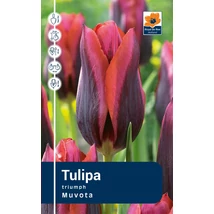 Vh Rackbox Tulipa Triumph Muvota 80db/cs 12/+