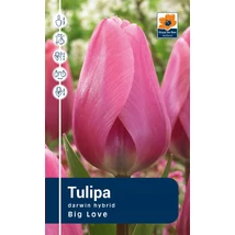 Vh Rackbox Tulipa Darwin hybrid Big Love 80db/cs 12/+