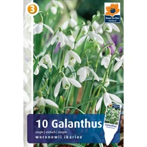 Vh 16414  Galanthus single Woronowii Ikariae 10db/cs 5/6