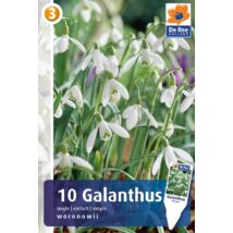 Vh16414 Hóvirág Galanthus Woronowii ikariae 10db/csom