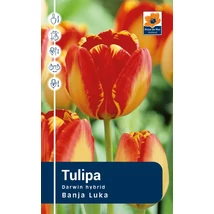 Vh Rackbox Tulipa Darwin hybrid Banja Luka 80db/cs 12/+