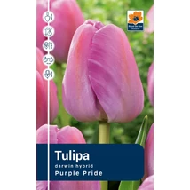 Vh Rackbox Tulipa Darwin hybrid Purple Pride 80db/cs 12/+