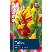 Vh Rackbox Tulipa Parrot Texas Flame 80db/cs 12/+