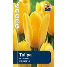 Vh Rackbox Tulipa Fosteriana Candela 80db/cs 12/+