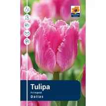 Vh Rackbox Tulipa Fringed Dallas 80db/cs 12/+