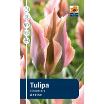 Vh Rackbox Tulipa Viridiflora Artist 80db/cs 12/+