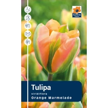 Vh Rackbox Tulipa Viridiflora Orange Marmelade 120db/cs 11/12