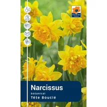 Vh Rackbox Narcissus Botanical Tete Bouclé 100db/cs 12/+