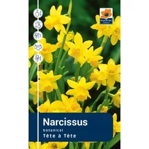 Vh Rackbox Narcissus Botanical Tete a Tete 100db/cs 12/+