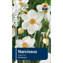 Vh Rackbox Narcissus Poeticus Actaea 25db/cs 14/16