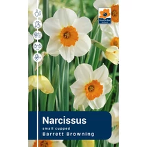 Vh Rackbox Narcissus Small cupped Barrett Browning 25db/cs 14/16