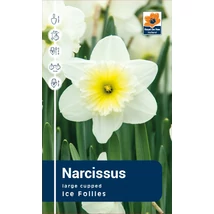 Vh Rackbox Narcissus Large cupped Ice Follies 25db/cs 14/16