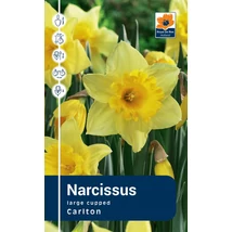 Vh Rackbox Narcissus Large cupped Carlton 40db/cs 12/14
