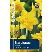 Vh Rackbox Narcissus Double Golden Ducat 40db/cs 12/14