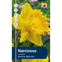 Vh Rackbox Narcissus Trumpet Dutch Master 40db/cs 12/14