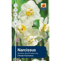 Vh Rackbox Narcissus tazetta Cheerfulness 40db/cs 12/14