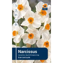 Vh Rackbox Narcissus tazetta Geranium 40db/cs 12/14