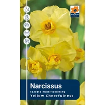 Vh Rackbox Narcissus tazetta Yellow Cheerfulness 40db/cs 12/14