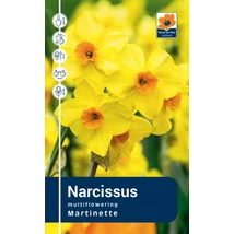 Vh Rackbox Narcissus tazetta Martinette 40db/cs 12/14