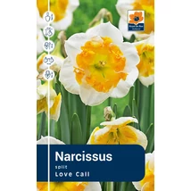 Vh Rackbox Narcissus Split Love Call 40db/cs 12/14