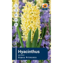 Vh Rackbox Hyacinthus Gipsy Princess 40db/cs 15/16