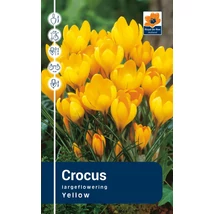 Vh Rackbox Crocus Largeflowering Grand Yellow 200db/cs 9/10