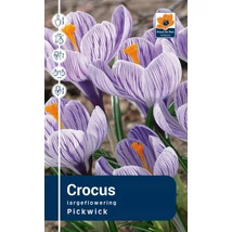 Vh Rackbox Crocus Largeflowering Pickwick 200db/cs 9/10