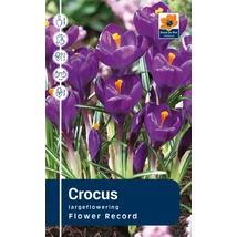 Vh Rackbox Crocus Largeflowering Flower Record 250db/cs 7/8