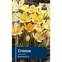 Vh Rackbox Crocus Botanical Romance 250db/cs 5/+