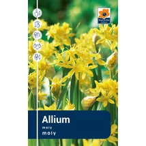 Vh Rackbox Allium Moly 250db/cs 4/+
