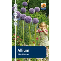 Vh Rackbox Allium Gladiator 25db/cs 20/+