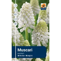 Vh Rackbox Muscari Aucheri White Magic 250db/cs 6/+