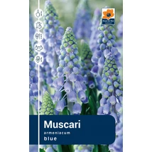 Vh Rackbox Muscari Armeniacum 250db/cs 7/8