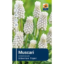 Vh Rackbox Muscari Siberian Tiger 250db/cs 7/8