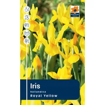 Vh Rackbox Iris Royal Yellow 250db/cs 8/9