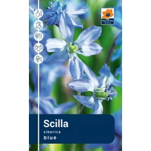 Vh Rackbox Scilla Siberica 250db/cs 7/8