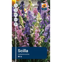 Vh Rackbox Scilla Campanulata 250db/cs 7/8