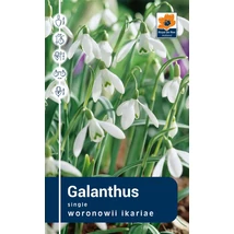 Vh Rackbox  Galanthus Single Woronowii  250db/cs 5/6