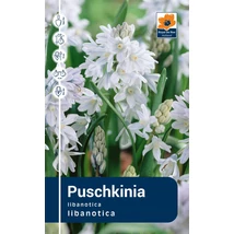 Vh Rackbox  Puschkinia Libanotica 250db/cs 5/+