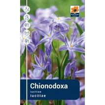 Vh Rackbox  Chionodoxa Luciliae 250db/cs 5/+