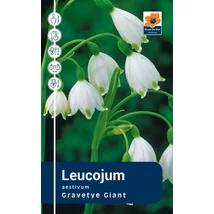 Vh Rackbox  Leucojum Gravetye Giant 125db/cs 10/12