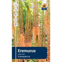 Vh Rackbox  Eremurus Cleopatra 25db/cs I