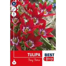 Vh 16130 Tulipa Botanical Tiny Timo 10db/cs 5/+