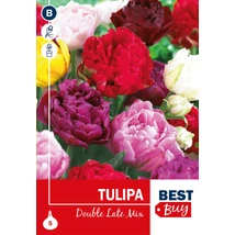 Vh 16131 Tulipa Double Late mix 5db/cs 10/11